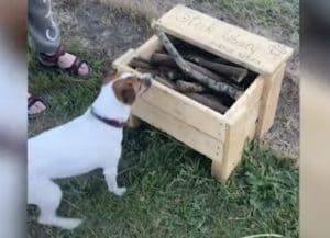 「木の枝レンタル始めました」ドッグランで神サービス開始！