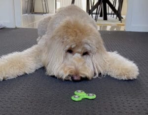 ぼーっとしたい時にこのオモチャいいよね、犬さんも夢中になって観察！