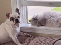 窓の外を眺めたい犬さん、でもそこには女王様のように寝そべる猫さんが…