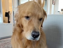 「パパいなくなっちゃった…」分かりやすく落ち込む犬さんの表情が切ない