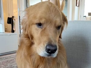 「パパいなくなっちゃった…」分かりやすく落ち込む犬さんの表情が切ない