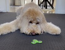 ぼーっとしたい時にこのオモチャいいよね、犬さんも夢中になって観察！