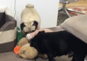 「これは僕の！それも僕の！」おもちゃを全部、ひとりじめしたい犬さん