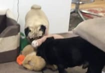 「これは僕の！それも僕の！」おもちゃを全部、ひとりじめしたい犬さん