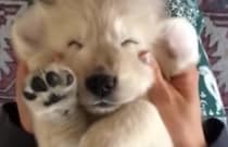 目元が笑っているみたい！ マッサージにうっとりする子犬さん