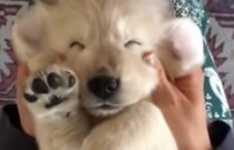 目元が笑っているみたい！ マッサージにうっとりする子犬さん