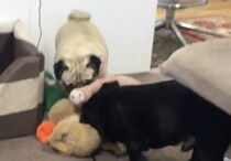 「これは僕の！それも僕の！」おもちゃを全部、ひとりじめしたい犬さん