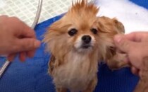 どの子も気持ちよさそう！人気トリマーさんの凄腕を披露。