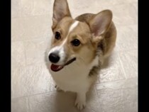 早くクシャってして〜！ペットボトルが潰れる音が大好きな犬さん