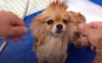 どの子も気持ちよさそう！人気トリマーさんの凄腕を披露。