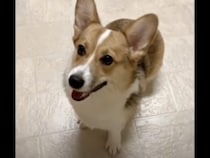 早くクシャってして〜！ペットボトルが潰れる音が大好きな犬さん