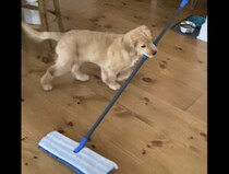 お掃除手伝いたいの！ゴールデン子犬がモップをブンブン！