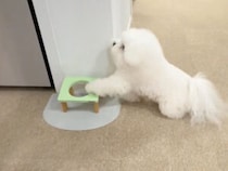 「この子のはここね！」配膳を手伝う犬さんの働きぶりが可愛すぎる