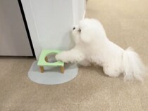 「この子のはここね！」配膳を手伝う犬さんの働きぶりが可愛すぎる