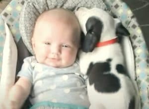 「添い寝してあげるね♡」 赤ちゃんにべったりな子犬。