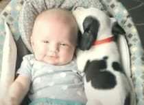 「添い寝してあげるね♡」 赤ちゃんにべったりな子犬。