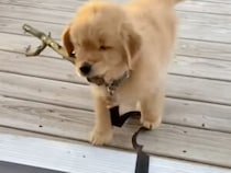 「今日のお宝見つけた！」枝を大切にくわえて帰る犬さんの幸せな日課