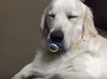 犬「これ、好き。もう返さない」赤ちゃんのおしゃぶりを気に入っちゃった！