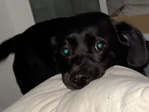 まだ外も暗いのに…寝返りしただけで起床と思い込む犬さんの早すぎる朝活