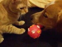 犬「友達の証にコレ、あげる！」猫におもちゃをプレゼントしたけど…