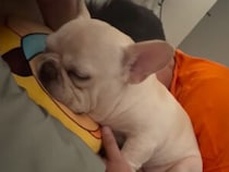 控えめなフレブルさん、飼い主に呼ばれてそばに寄り添う瞬間が尊すぎる