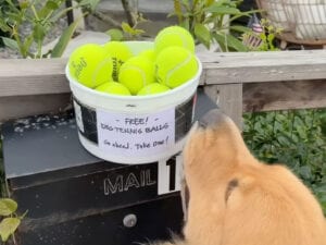 「お1つどうぞ」の嬉しいバケツに大喜び! 選んだボールをくわえてルンルン散歩