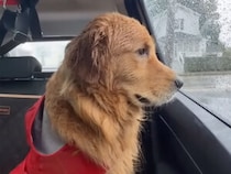 遊ぶ気満々だったのに… 大雨でのお散歩中止にショックを隠せない犬さん
