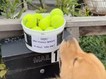 「お1つどうぞ」の嬉しいバケツに大喜び！ 選んだボールをくわえてルンルン散歩