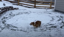走り出したら止まらなくなっちゃった！ 雪に大はしゃぎする犬さん。
