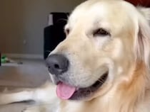 金曜の夜は何してる？ 一週間の疲れが吹き飛ぶ、愛犬との幸せな時間♡