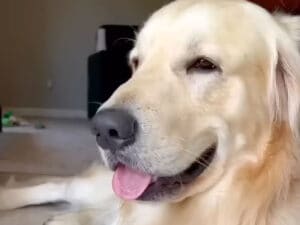 金曜の夜は何してる? 一週間の疲れが吹き飛ぶ、愛犬との幸せな時間♡