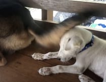 ちょっと雑なヘッドマッサージ？ バシバシと叩かれ続ける子犬