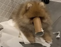 ピノキオかな？ イタズラして鼻が伸びちゃった犬さん