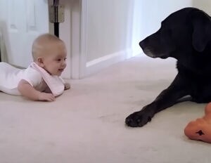 「ゆっくりでいいよ〜」赤ちゃんのハイハイを見守る犬さん