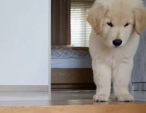 「苦手なんだから、しょーがないワン」階段を見た子犬の行動に笑っちゃった!