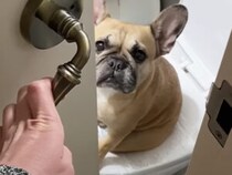 入ってま〜す！ 人間のトイレにブルドックが座ってた。