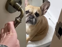 入ってま〜す！ 人間のトイレにブルドックが座ってた。