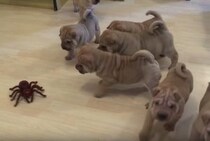 ちょっぴり怖いおもちゃと戦う子犬たち。みんながいれば怖くない？