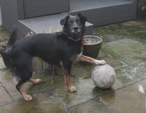 なんで！ どうして？ 犬さんの大好きなおもちゃが凍っちゃった!!