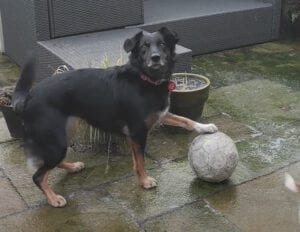 なんで! どうして? 犬さんの大好きなおもちゃが凍っちゃった!!