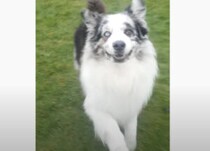 どうやって覚えたの！？ 犬がスキップしながら走ってきたー！