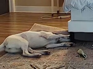 留守番カメラでイラズラをみられた犬さん、まさかの方法で証拠隠滅!?