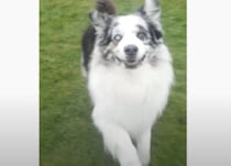 どうやって覚えたの！？ 犬がスキップしながら走ってきたー！