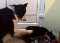 「あの〜、そのご飯ボクのです」猫にエサを横取りされても控えめな犬さん