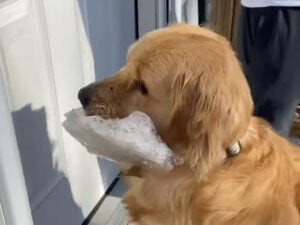 散歩のたびに“宝物”を持ち帰る犬さん、氷の塊までお持ち帰り!