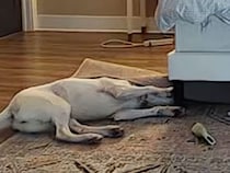 留守番カメラでイラズラをみられた犬さん、まさかの方法で証拠隠滅！？