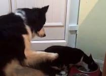 「あの〜、そのご飯ボクのです」猫にエサを横取りされても控えめな犬さん