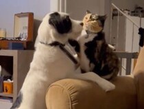 猫のツンに犬のデレが炸裂！ 大好きな猫にかまって欲しい犬さん