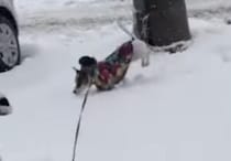 雪を見て大喜び♪ ぴょんぴょん喜ぶ姿が可愛い犬さん