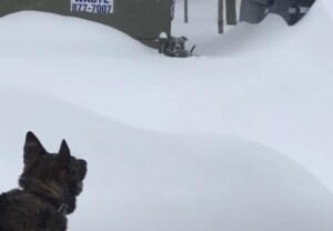 深い雪で動けなくなった仲間を、助けに行ったシェパードがカッコいい!